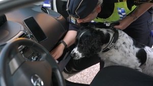 Paddy the dog is looking