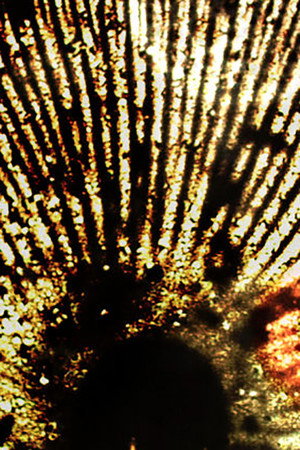 Into the Light: The Film Resistance (2016)