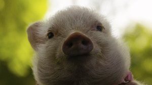 Arlo: The Burping Pig 2016