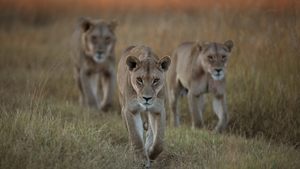 Sobrevivendo ao Paraíso: Contos de Famílias