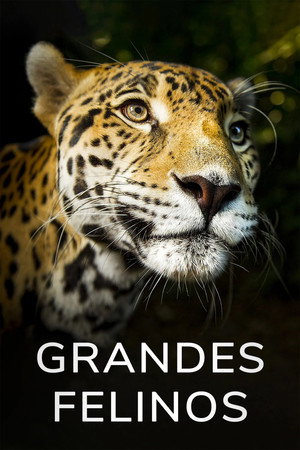Grandes Felinos - Temporada 1