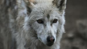 Image Southern Rocky Mountain Wolf
