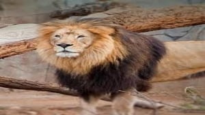 The Zoo: San Diego A Lion's Tale
