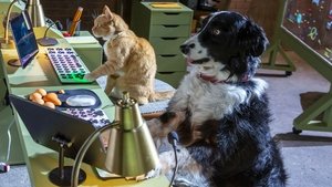 Como perros y gatos 3: Patas unidas