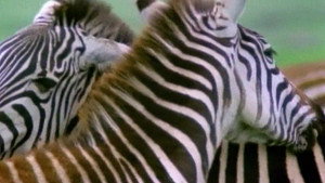 All About Animals EP24