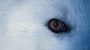 Fjällrävens långa resa