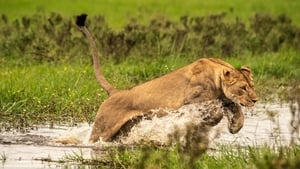 Image Okavango: River of Dreams: Paradise