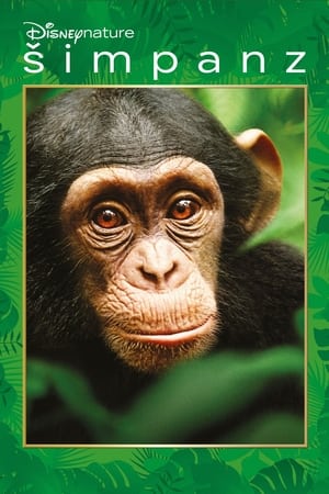 Poster Šimpanz 2012