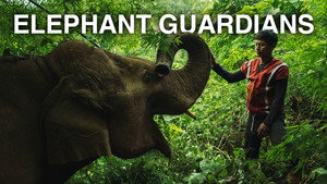 THE ELEPHANT MEN