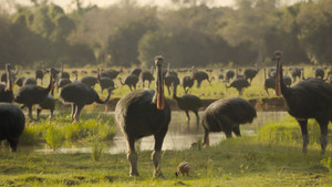 Prehistoric Planet Season 3 Episode 5