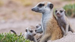 Meerkat Manor: Rise of the Dynasty Gone Girls
