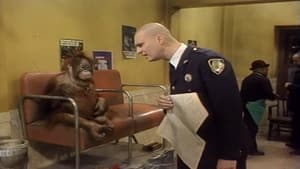 Night Court Monkey Business