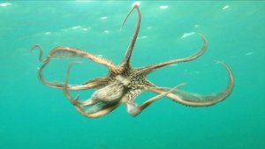 Indonesian Island Mystery