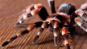 Tarantulas: The Deadly Cargo film complet