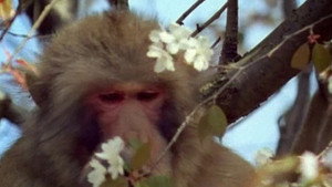 All About Animals EP10