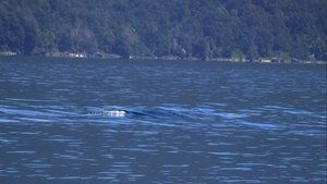 Image A Colossal Lake Creature in Chile and More