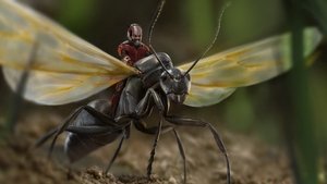 Ant-Man