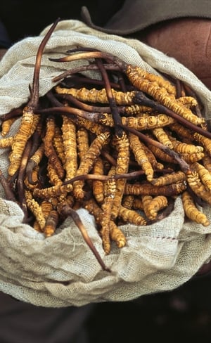 Yarsagumbu, l'or de l'Himalaya poster