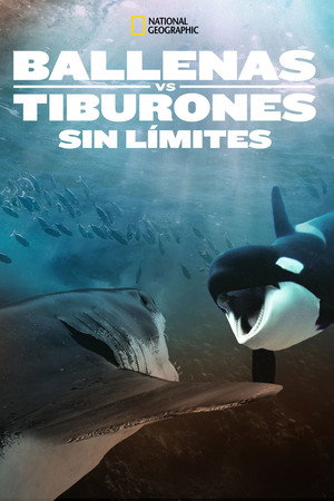 Orca Vs. Great White 9