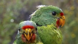 Tick Bites, Swift Parrot