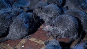 Rats: Night of Terror film complet