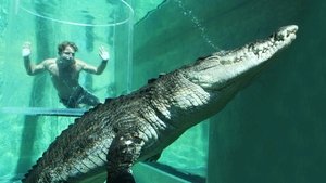 Image Swimming with a Giant Saltwater Crocodile