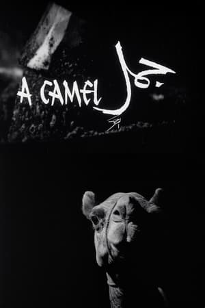 Image A Camel