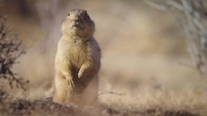 Prairie Dog Manor New Sheriff in Town