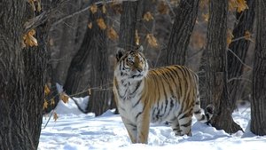 Russia - In the Realm of Tigers, Bears and Volcanoes film complet