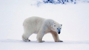 A Year on Planet Earth: 1×1