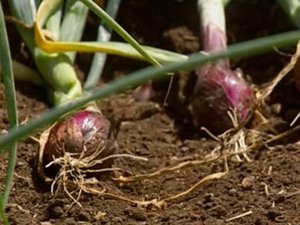 Jamie at Home Onions