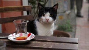 Kedi (2017)