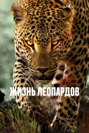 Poster Жизнь леопардов 2024