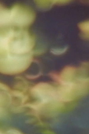 Refractions in Green