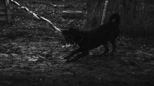 Nelle Terre Del Branco