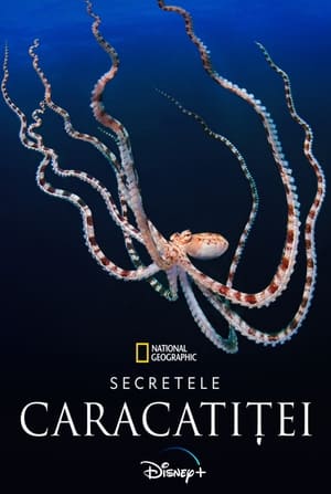 Image Secrets of the Octopus