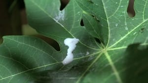 The Scent of Green Papaya