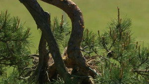 Golfing with Animals