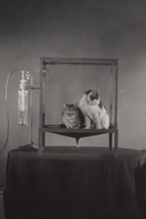 Poster Äthersalivation und ihre Unterdrückung durch Atropin bei der Katze (1939)