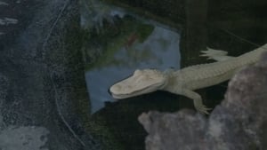 The Aquarium Ghost Gators