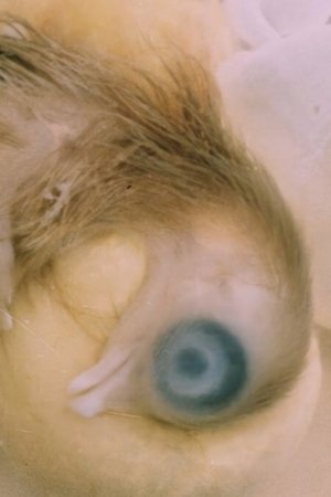 Nonton film Development of the Bird Embryo (1956) terbaru sub indo Nonton film Development of the Bird Embryo (1956) terbaru sub indo