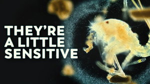 These Tiny Crustaceans Hate Change still