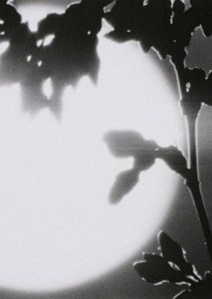 Flower in the Space