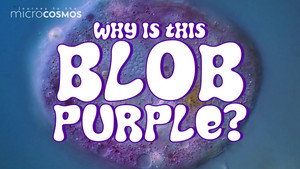 We've Been Looking For This Purple Amoeba for 6 Years! still