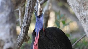 Wild Australia Jurassic Jungle