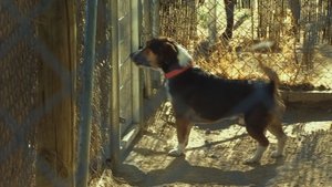 Cesar Millan's Leader of the Pack When Harry met Cesar