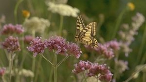 If I Were a Dragonfly or a Butterfly