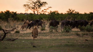 Predator v Prey: 1×1