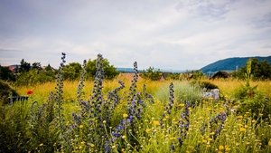The endless garden