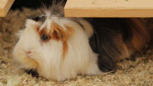 Anna und die Haustiere: 1×1 {year} Online In Netflix